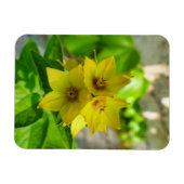 Yucca-Pflanze Magnet (Horizontal)