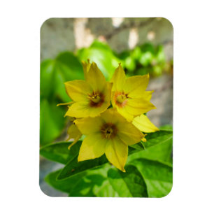 Yucca-Pflanze Magnet