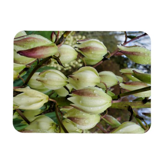 Yucca-Pflanze Magnet (Horizontal)