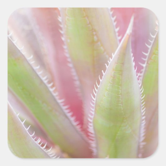Yucca-Pflanze nah Quadratischer Aufkleber (Vorderseite)
