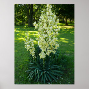 Yucca-Pflanze Poster