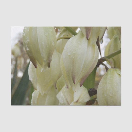 Yucca-Pflanze Seidenpapier (Vorderseite)