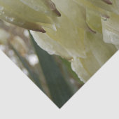 Yucca-Pflanze Seidenpapier (Ausschnitt)