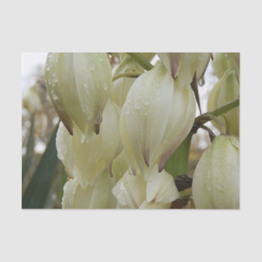 Yucca Plant  Seidenpapier (Vorderseite)