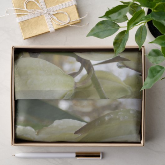 Yucca Plant  Seidenpapier (Geschenk)