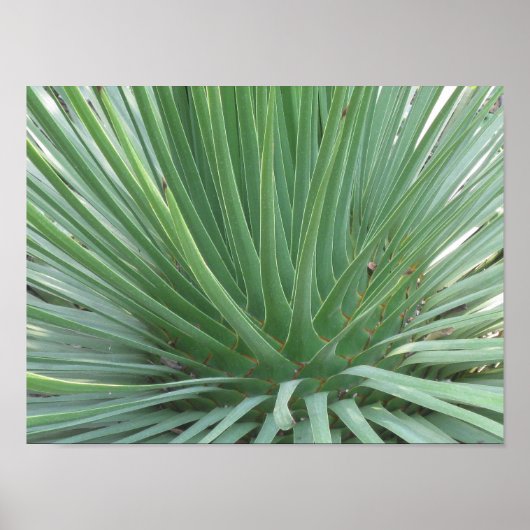 Yucca Poster (Vorne)