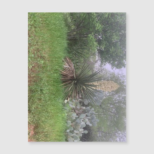 Yucca Scene Magnet (Landschaft) (Vorderseite)
