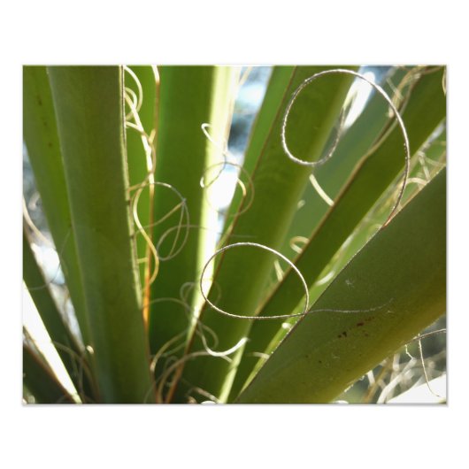 Yucca Verlasse grüne Naturfotografie Fotodruck (Vorne)