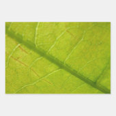 Yucca Verlasse grüne Naturfotografie Geschenkpapier Set (Vorderseite 3)