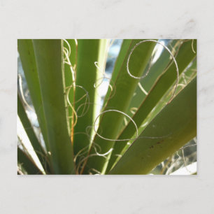 Yucca Verlasse grüne Naturfotografie Postkarte