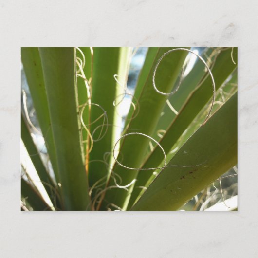 Yucca Verlasse grüne Naturfotografie Postkarte (Vorderseite)
