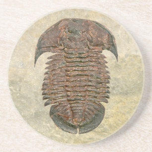Yuepingia Fossil Trilobit Sandstein Untersetzer