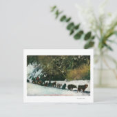 Yukon Dog Team Befragung durch den Alaska Canyon Postkarte (Stehend Vorderseite)