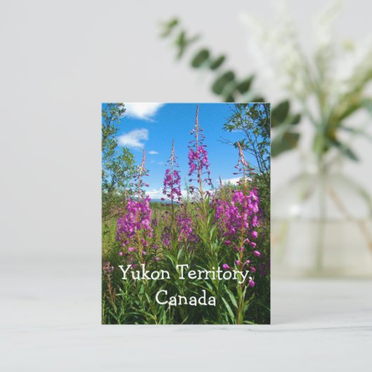 Yukon Fireweed Postkarte (Stehend Vorderseite)