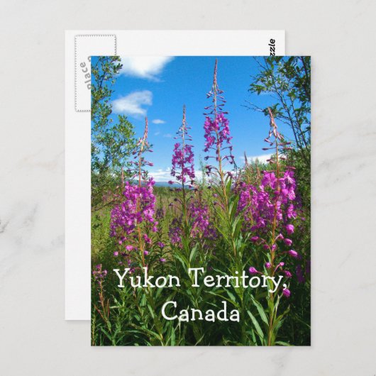 Yukon Fireweed Postkarte (Vorne/Hinten)