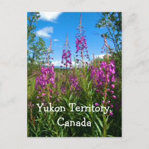 Yukon Fireweed Postkarte