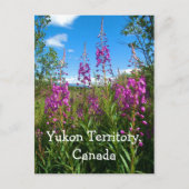 Yukon Fireweed Postkarte (Vorderseite)