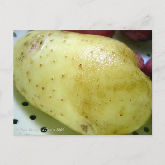 Yukon Gold Potato Postkarte (Vorderseite)
