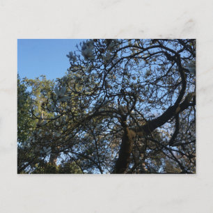 Yulan Magnolia #3 Postcard Postkarte