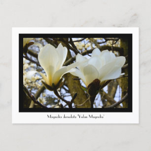 Yulan Magnolia Collectible Postcard Postkarte