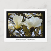 Yulan Magnolia Collectible Postcard Postkarte (Vorderseite)