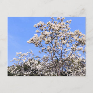 Yulan Magnolia: Postkarte