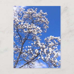 Yulan Magnolia: Postkarte