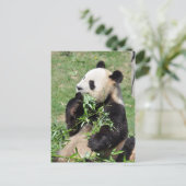 Yum Bamboo! Panda Postcard Postkarte (Stehend Vorderseite)