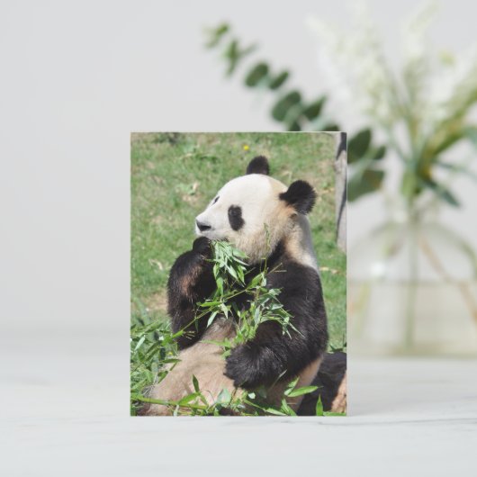 Yum Bamboo! Panda Postcard Postkarte (Stehend Vorderseite)