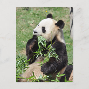 Yum Bamboo! Panda Postcard Postkarte