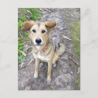 Yume - Female Dog - Akita & German Shepherd - PT Postkarte