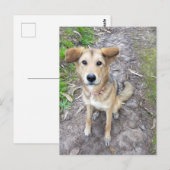 Yume - Female Dog - Akita & German Shepherd - PT Postkarte (Vorne/Hinten)