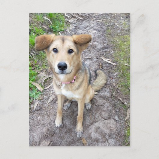 Yume - Female Dog - Akita & German Shepherd - PT Postkarte (Vorderseite)