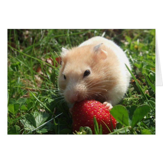 Yummy Strawberry Hammie (Vorderseite (Horizontal))