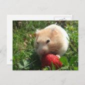 Yummy Strawberry Hammie Postkarte (Vorne/Hinten)