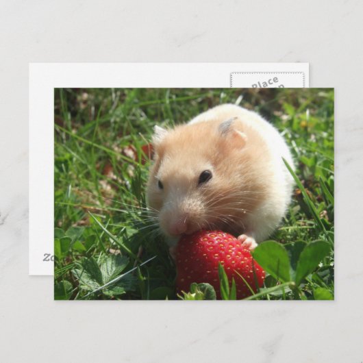 Yummy Strawberry Hammie Postkarte (Vorne/Hinten)