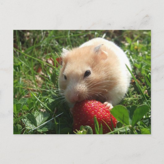 Yummy Strawberry Hammie Postkarte (Vorderseite)