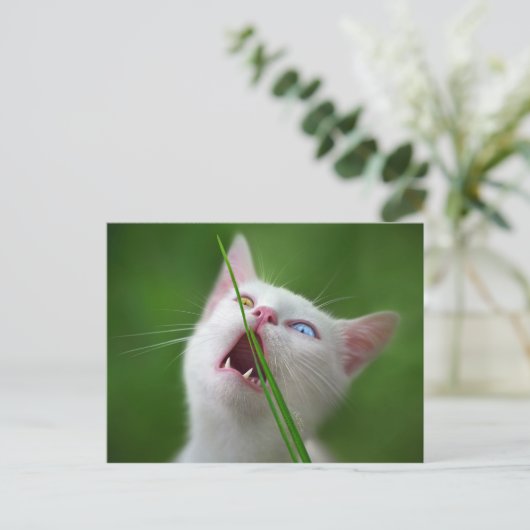 Yummy - Van Cat Postkarte (Stehend Vorderseite)