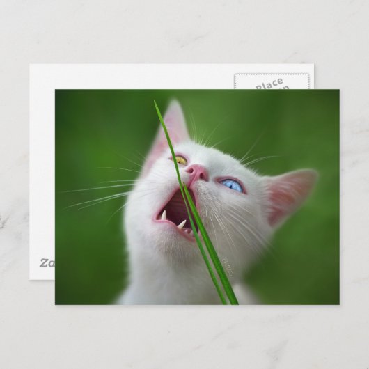 Yummy - Van Cat Postkarte (Vorne/Hinten)