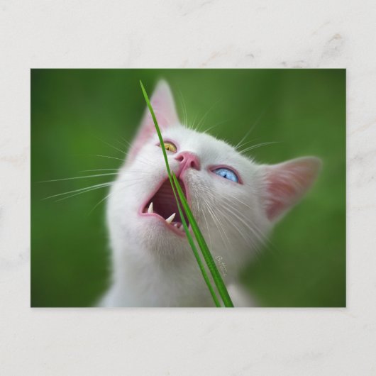 Yummy - Van Cat Postkarte (Vorderseite)