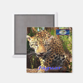Z006 BELIZE, Belizischer Dschungel, Jaguar, Kühlsc Magnet (Vorderseite/Rückseite)