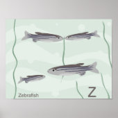 Z für zebrafish Poster (Vorne)