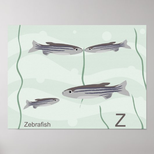 Z für zebrafish Poster (Vorne)