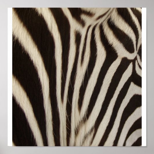 Z Streifen Poster (Vorne)