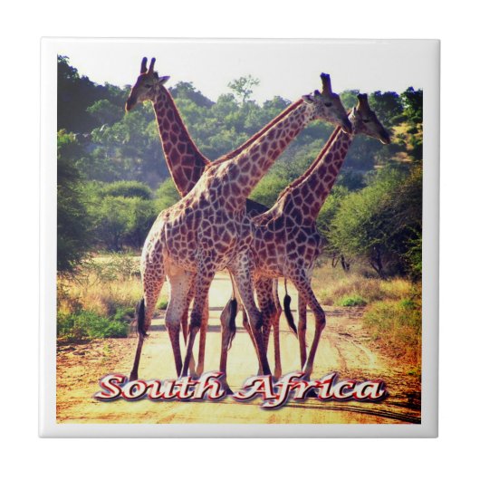 ZA011 SÜDAFRIKA, Giraffen, Fliese (Vorderseite)
