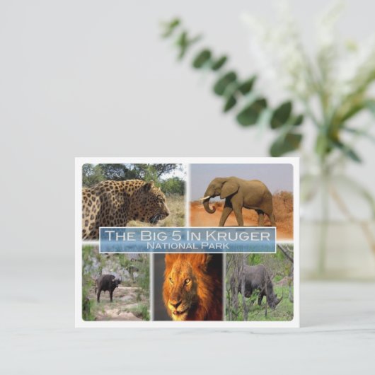 ZA Südafrika - Die 5 großen in Krugen n.P. - Postkarte (Stehend Vorderseite)