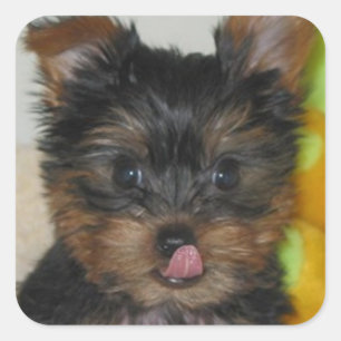 Zach Welpen-Aufkleber Quadratischer Aufkleber