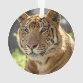 Zachariah - ornament (Rückseite)