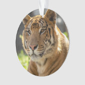 Zachariah - ornament (Vorderseite)