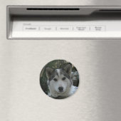 zäh magnet (In Situ (Geschirrspüler))